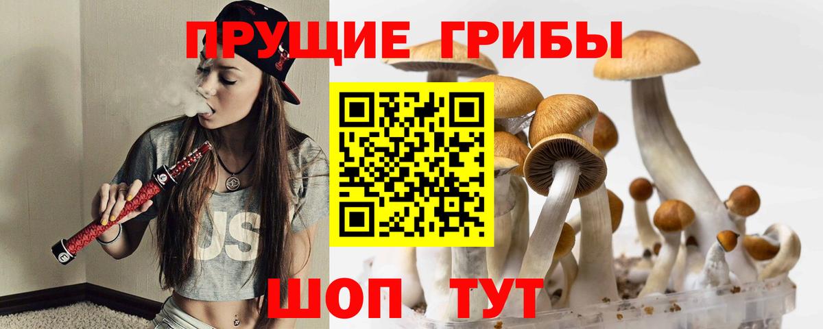 как найти наркотики  Псилоцибиновые грибы прущие грибы  Вход с VPN  Сургут  Псилоцибиновые грибы Psilocybine cubensis 