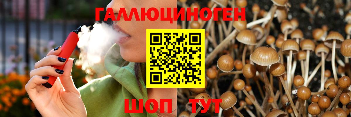 Псилоцибиновые грибы Psilocybe Сургут